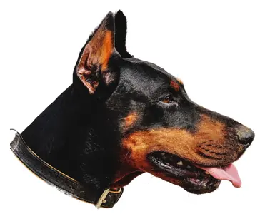 Doberman Pinscher sticker